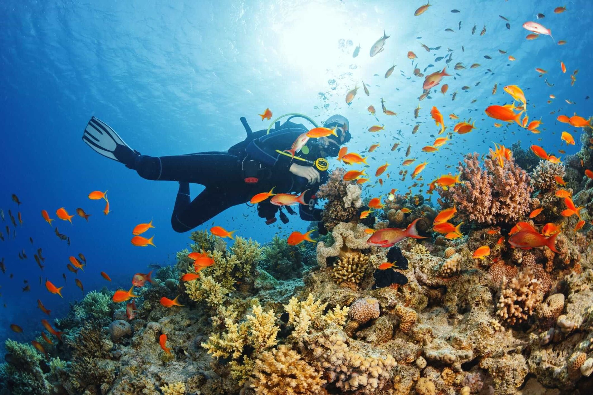 Scuba Diving – Certified Divers