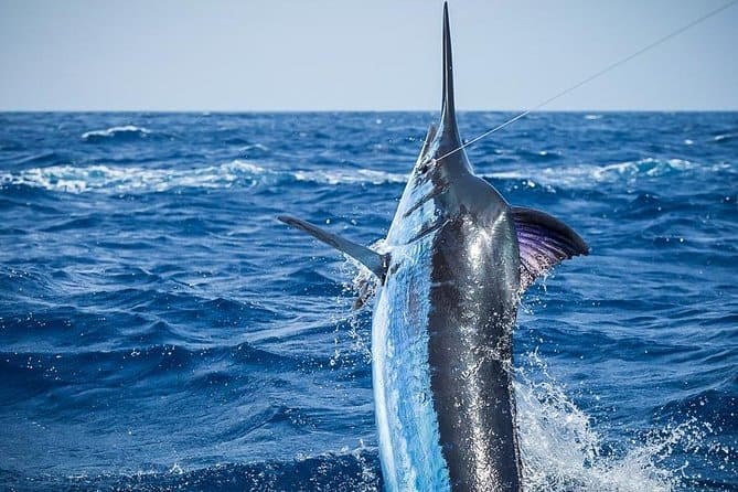 Deep Sea Fishing – Half Day
