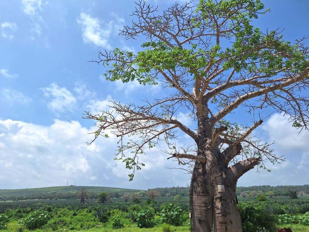 Baobab Forest Exploration Walk
