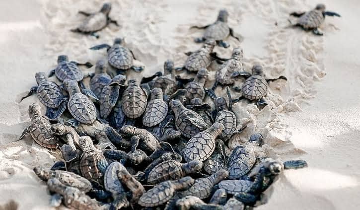 Turtle Conservation Visit