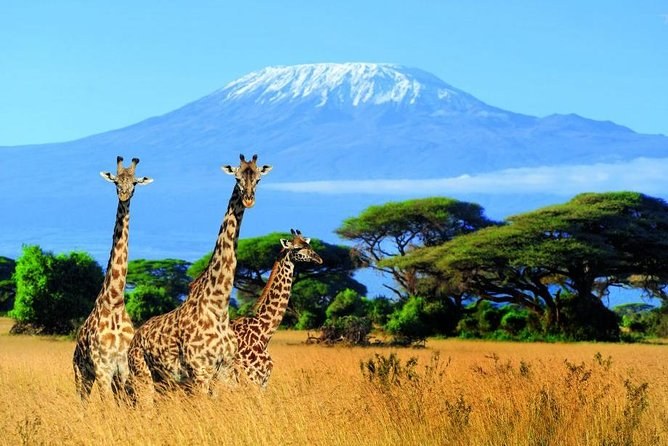 Tsavo East & Amboseli