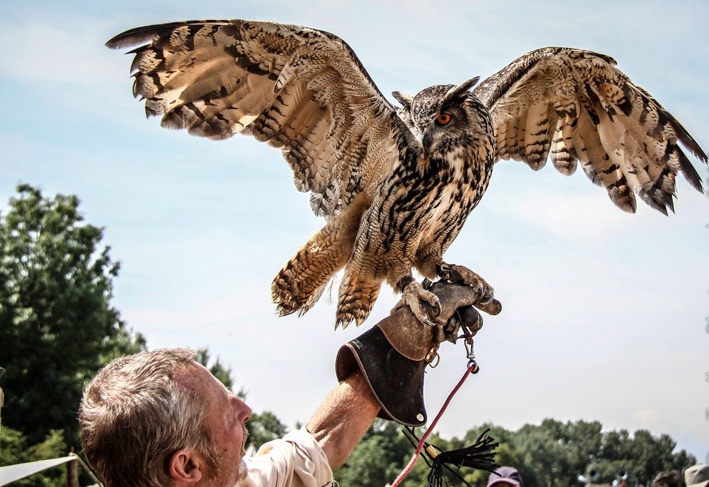 Falconry Experience