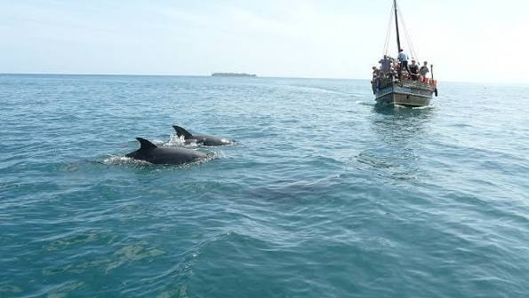 Snorkelling & Dolphin Watching — Watamu Marine Park