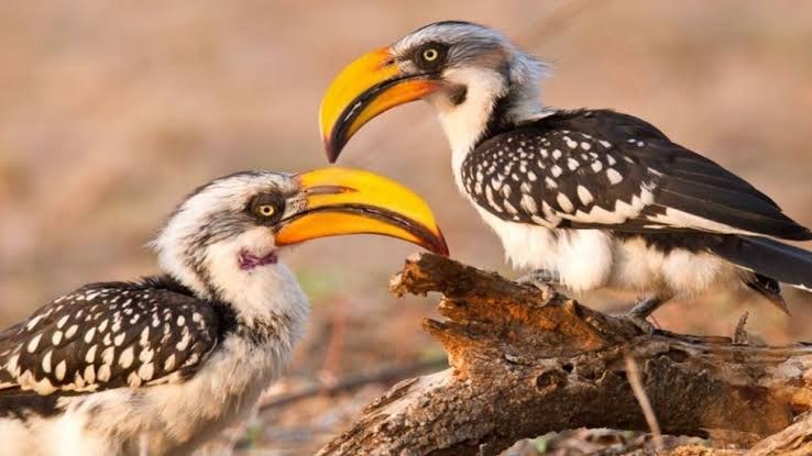 Arabuko Sokoke Forest Birdwatching
