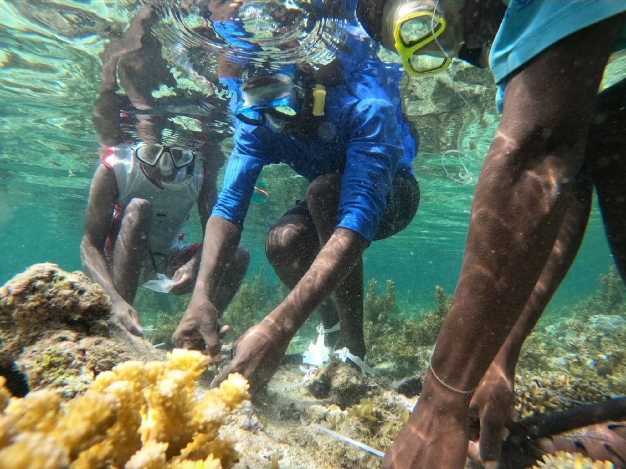 Kuruwitu Conservancy Snorkelling