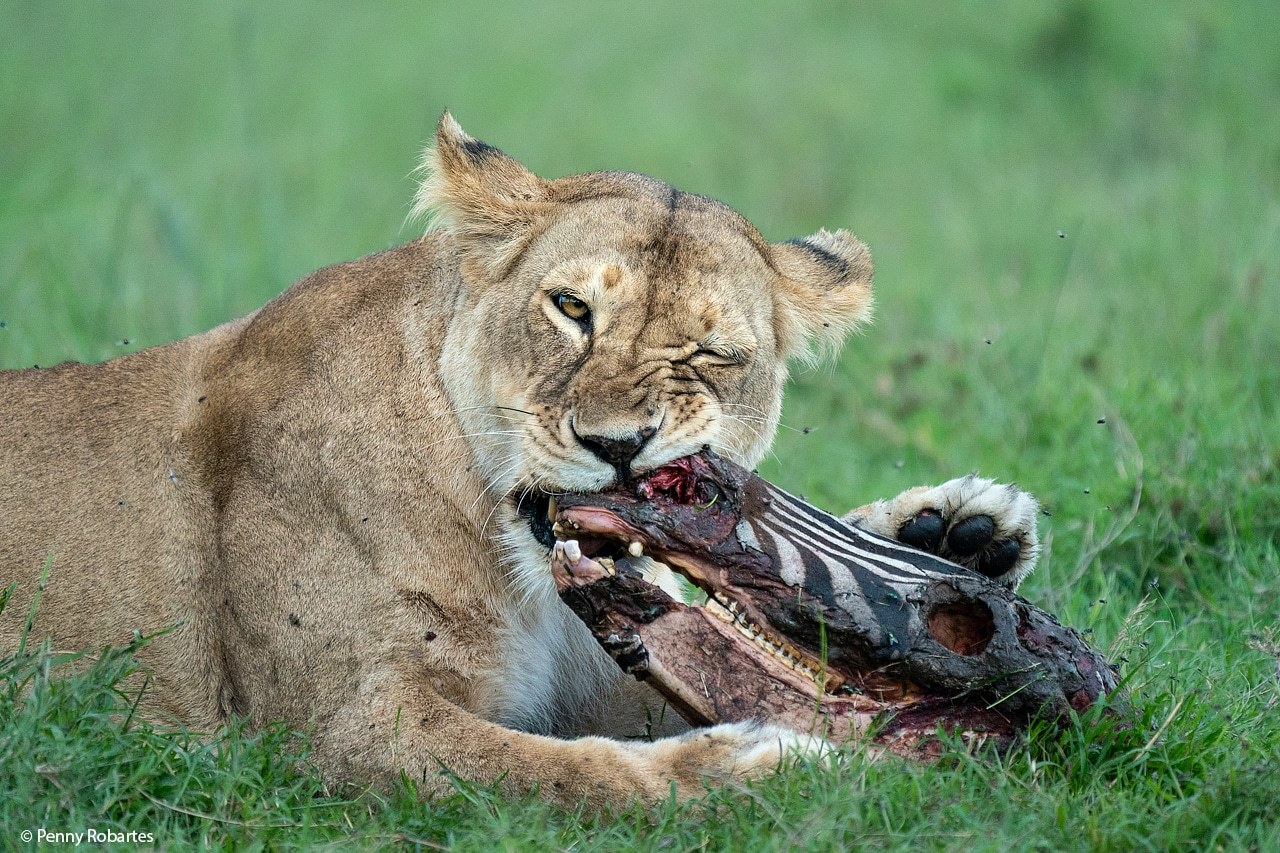 Masai Mara