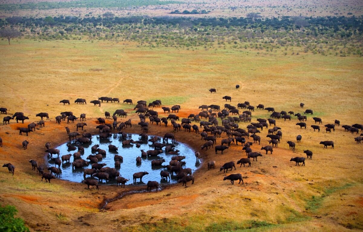 Tsavo East & West